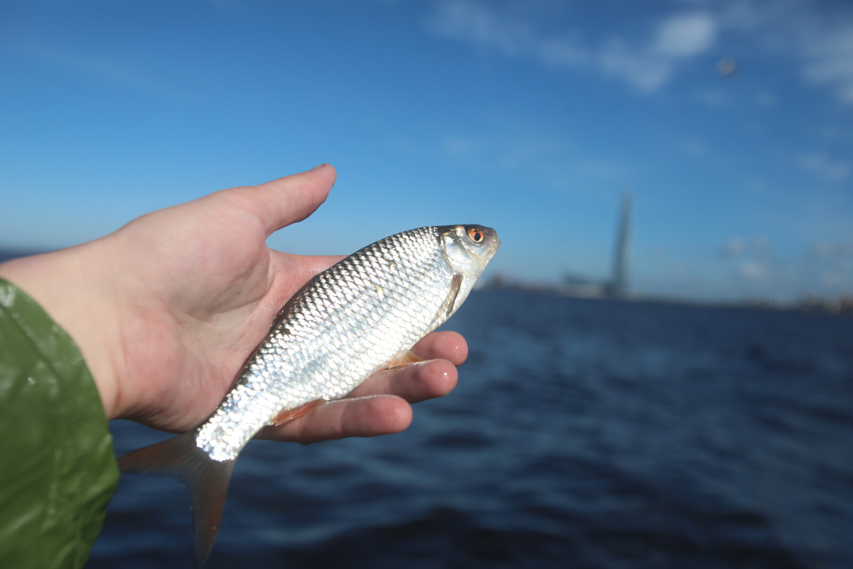 Фото: Роман Пименов / «Петербургский дневник»
