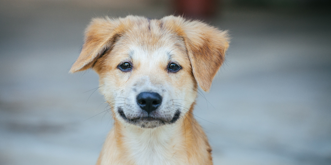 Предательство