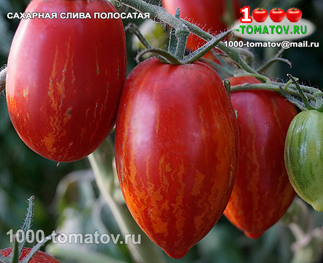Томат Сахарная слива полосатая фото 1