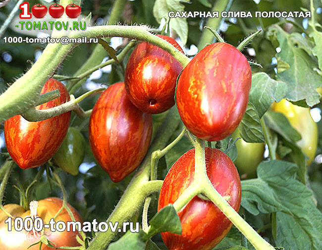 Томат Сахарная слива полосатая фото 2