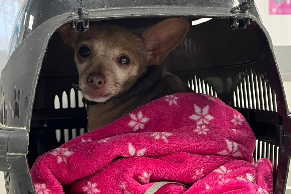    Собака спасла свою хозяйку от нападения лисы. Фото: предоставлено спасительницей собаки.