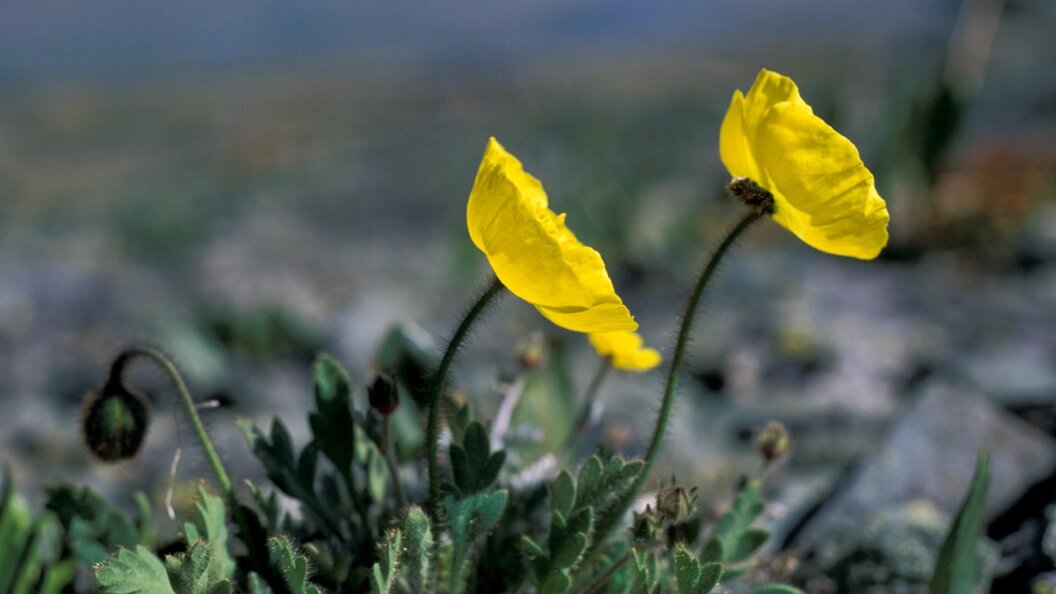    Konstantin Mikhailov/Globallookpress