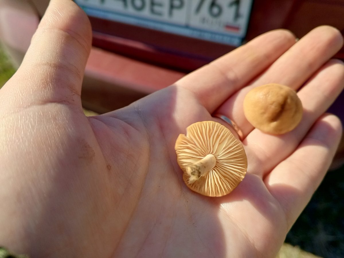 Луговые опята. Фото авторов