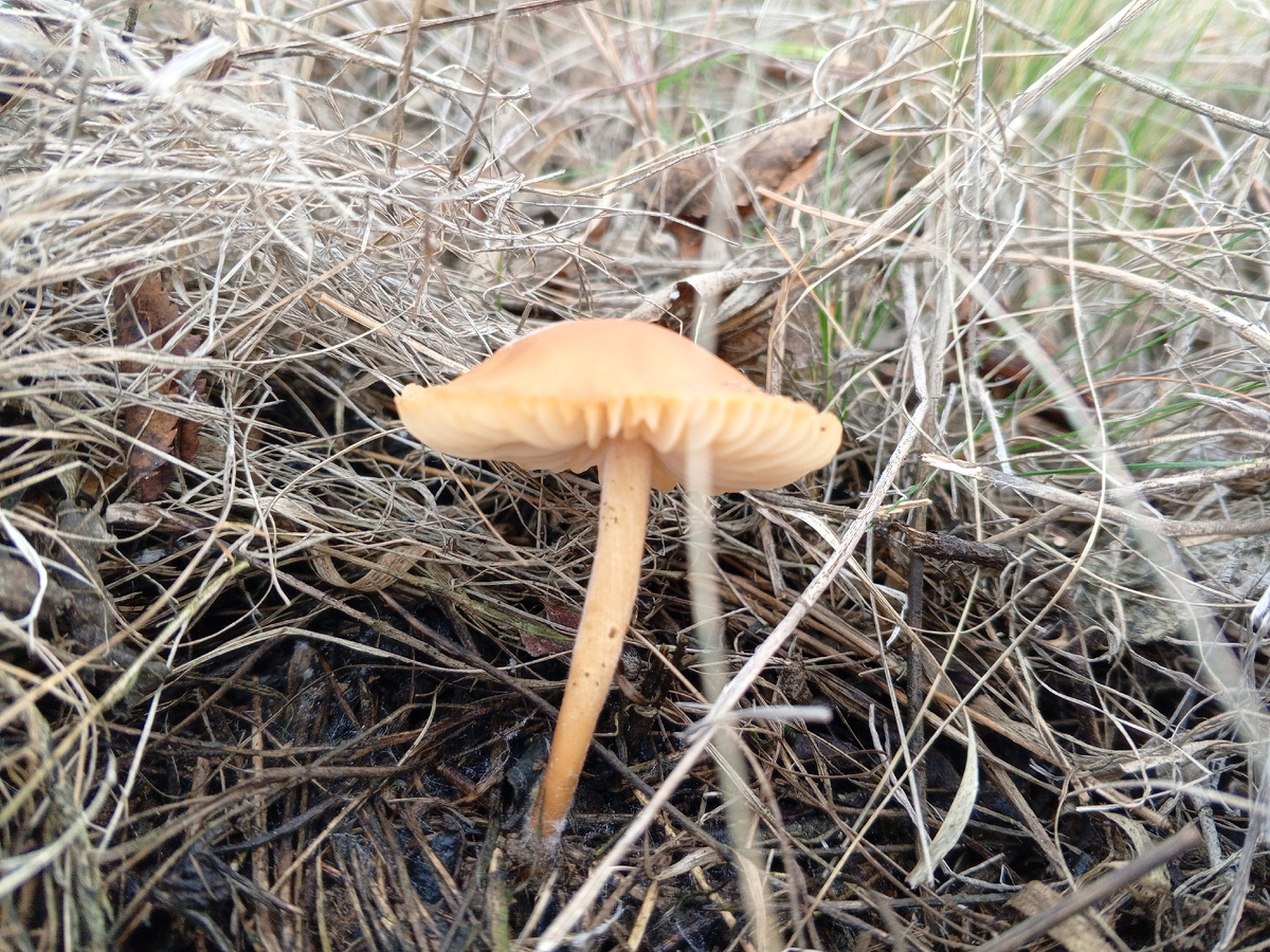 Опенок луговой в естественной среде обитания. Фото авторов