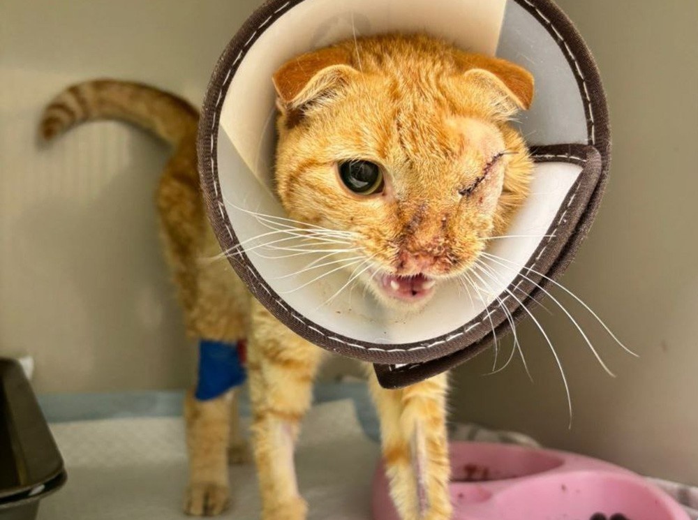     Фото: телеграм-канал «Клякса» / t.me/klyaksa_priyut