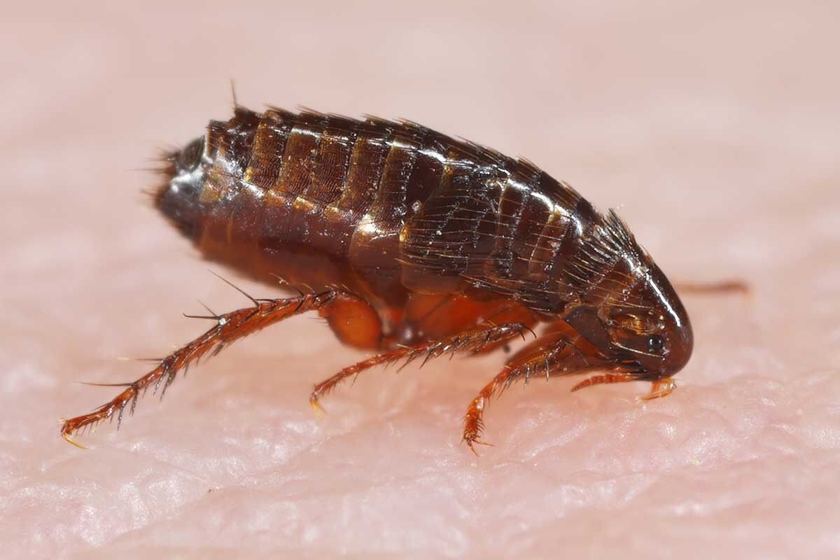 Блохи не живут на людях, но могут кусать их. Источник: Tomasz Klejdysz / Shutterstock / FOTODOM📷
