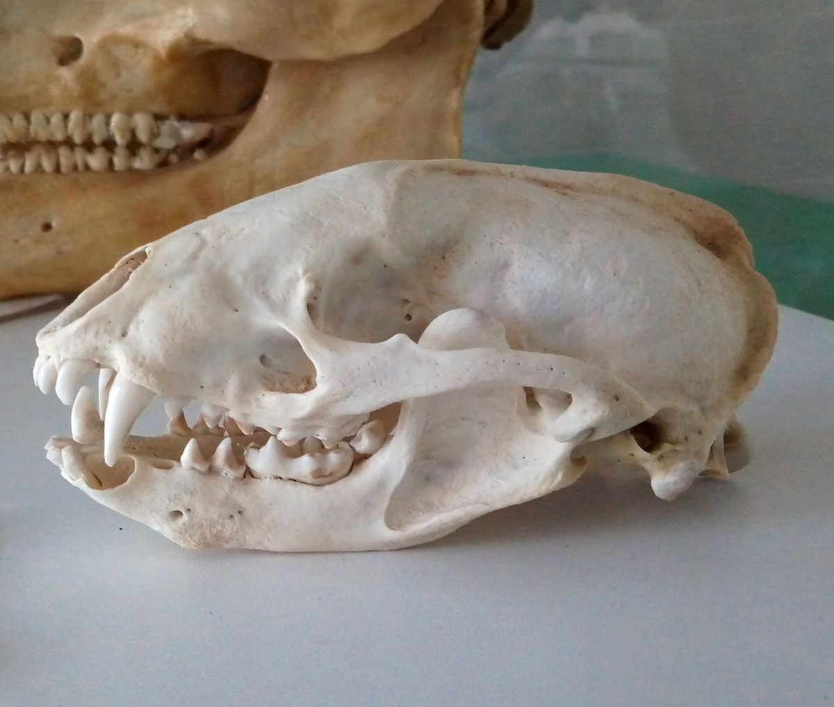 Череп барсука