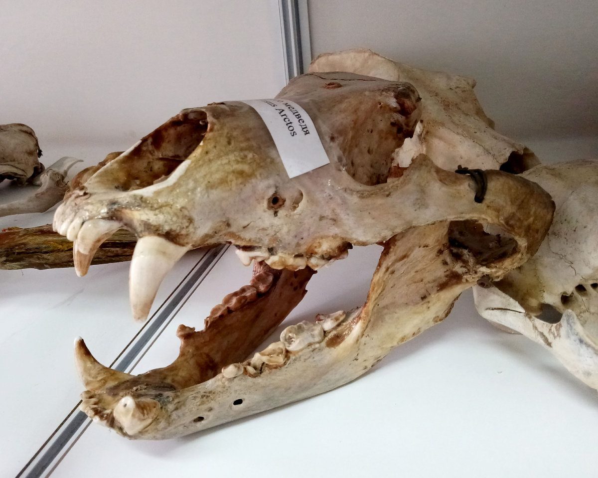 Череп бурого медведя
