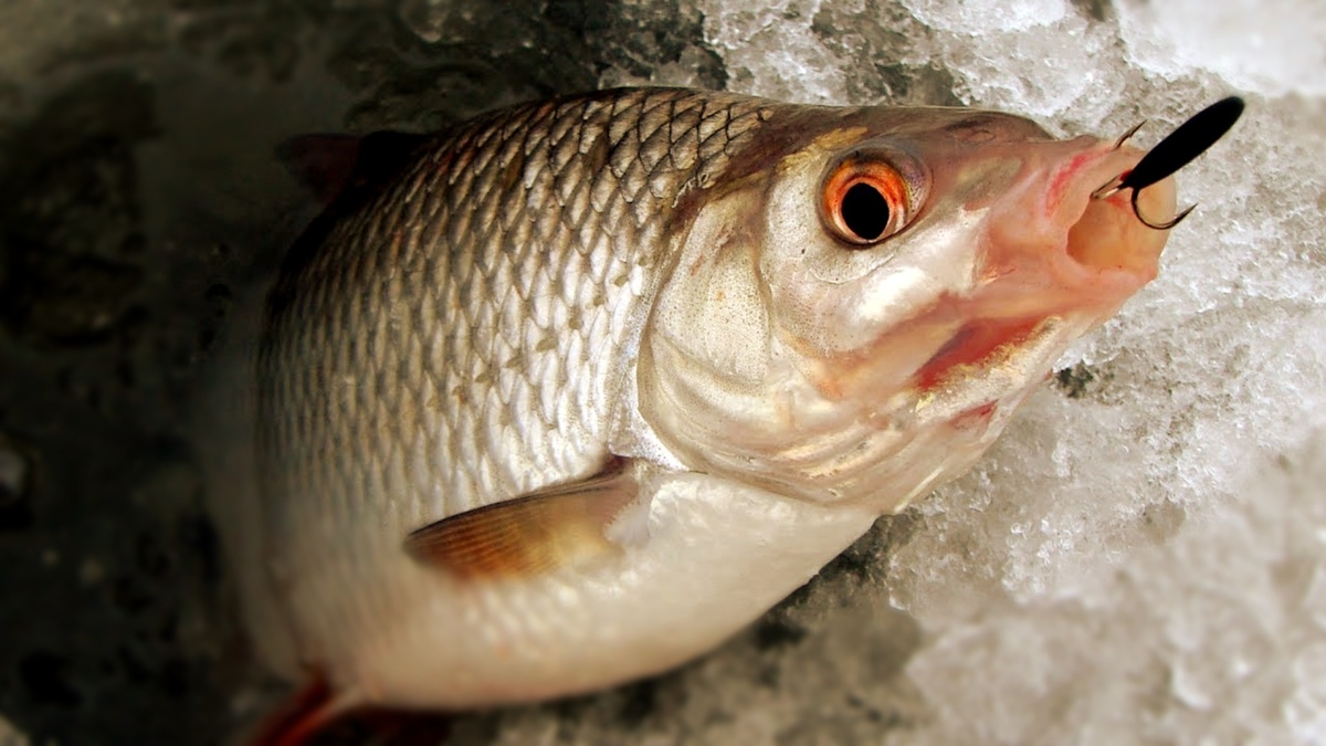 Разбор мормышки: от качества крючка до правильного узла на льду