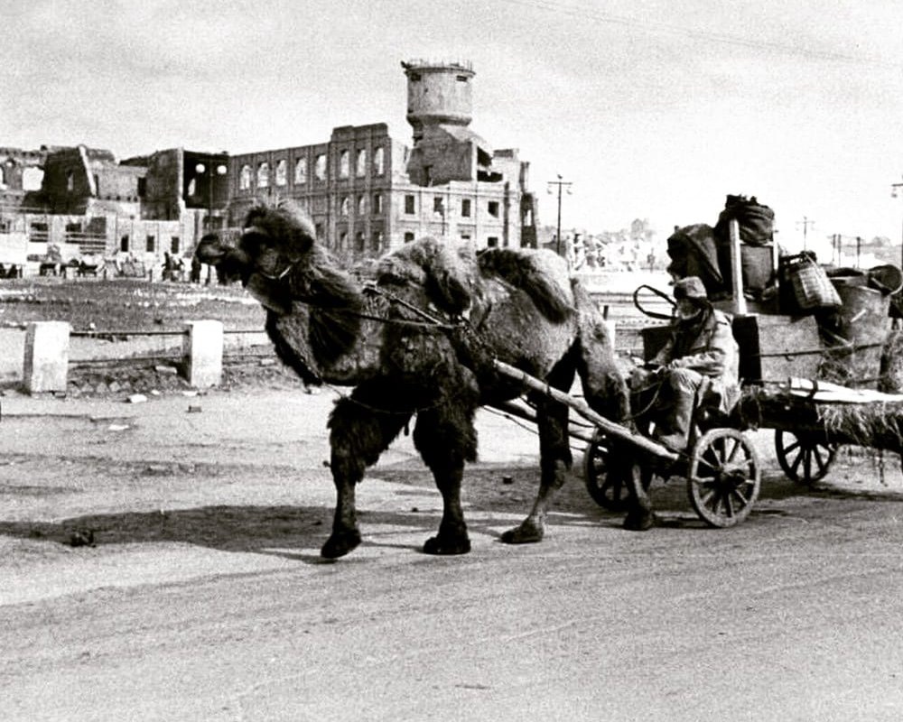 Повозка, запряжённая верблюдом в Сталинграде, 1947 год
