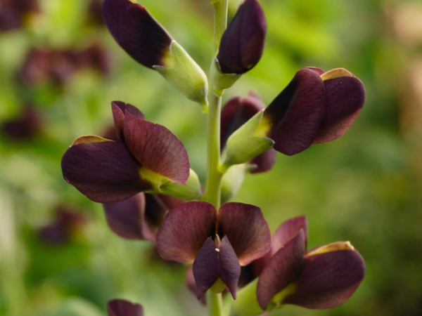 Баптизия «Темный шоколад». Скрин автора картинки из инета 