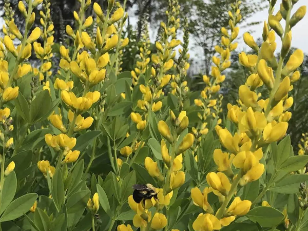 Баптизия желтая. Скрин автора с картинки в инете