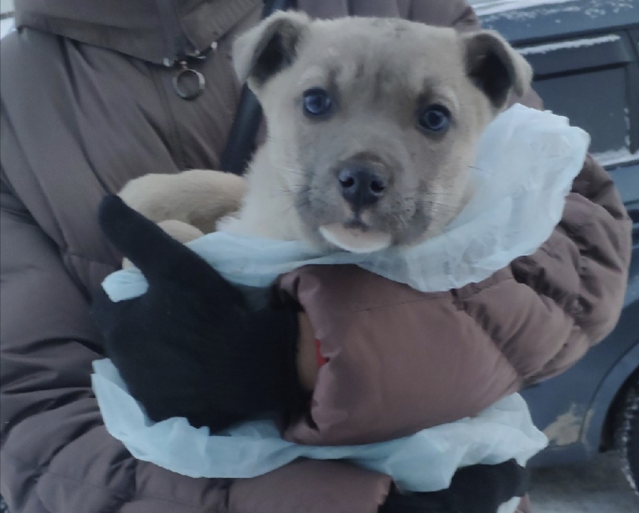 Дунай. Мы назвали его так из-за ярко -голубых глаз 