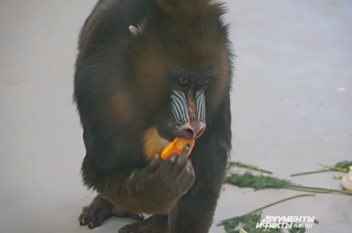    Пермский зоопарк объявил о возобновлении показательных кормлений животных