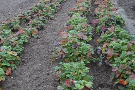 Уход за клубникой в ноябре: что сделать, чтобы весной было много ягод 🍓❄️