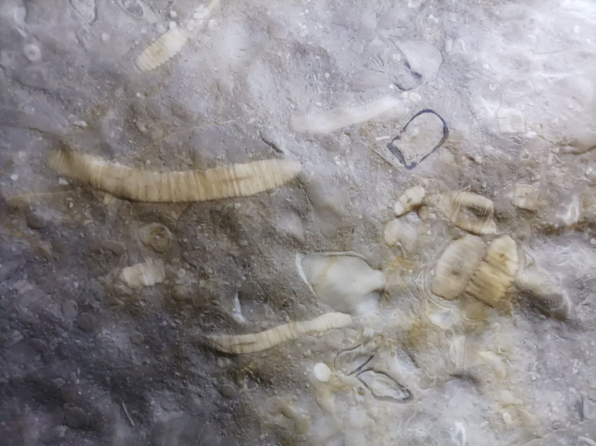 Внимательно рассмотрите своды пещеры: здесь можно найти следы древних обитателей Пермского моря