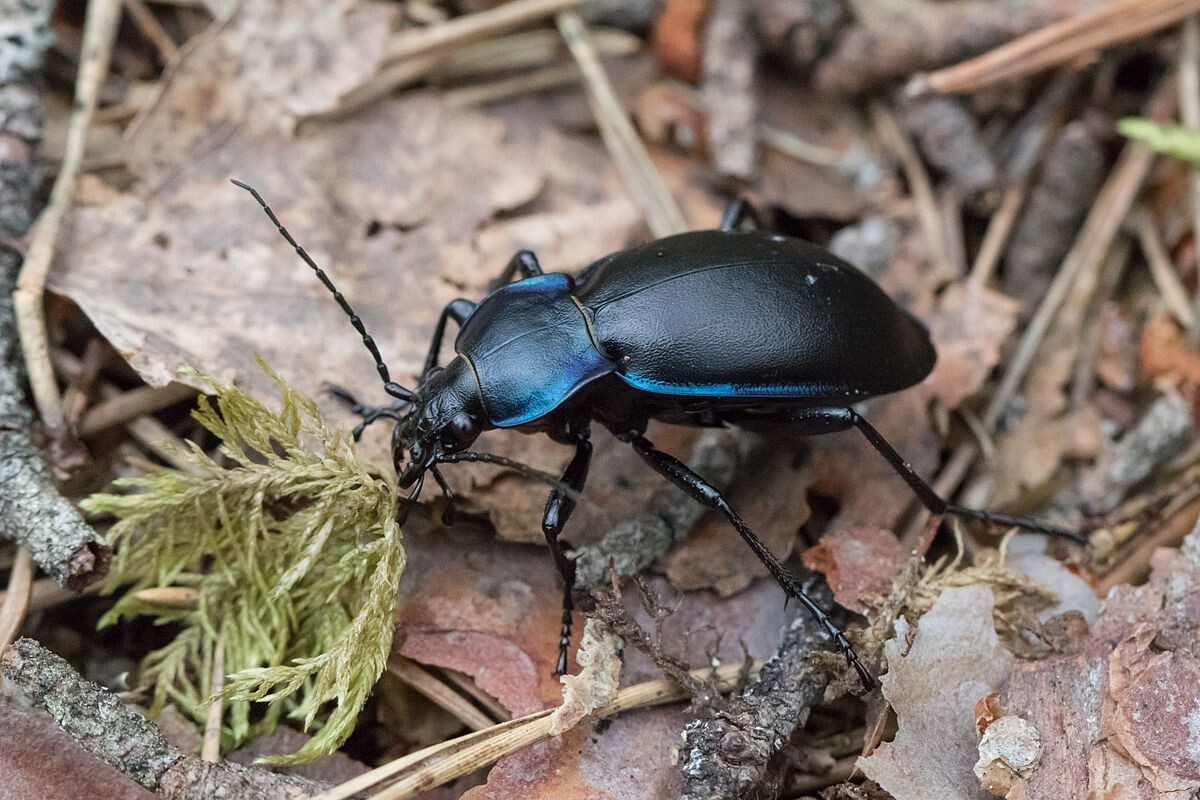 Фото с сайта: https://et.wikipedia.org/wiki/Fail:Violettjooksik,_Carabus_violaceus.jpg