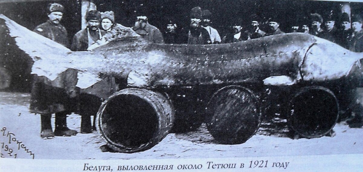 Изображение взято с сайта https://www.mcb.nsc.ru/sites/mcb.nsc.ru/files/fck/media/osetr2.jpg