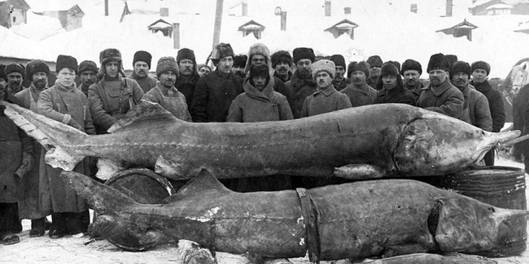 Почему гигант российских рек, которого чтобы выловить нужно было десятки мужиков, все равно на грани исчезновения