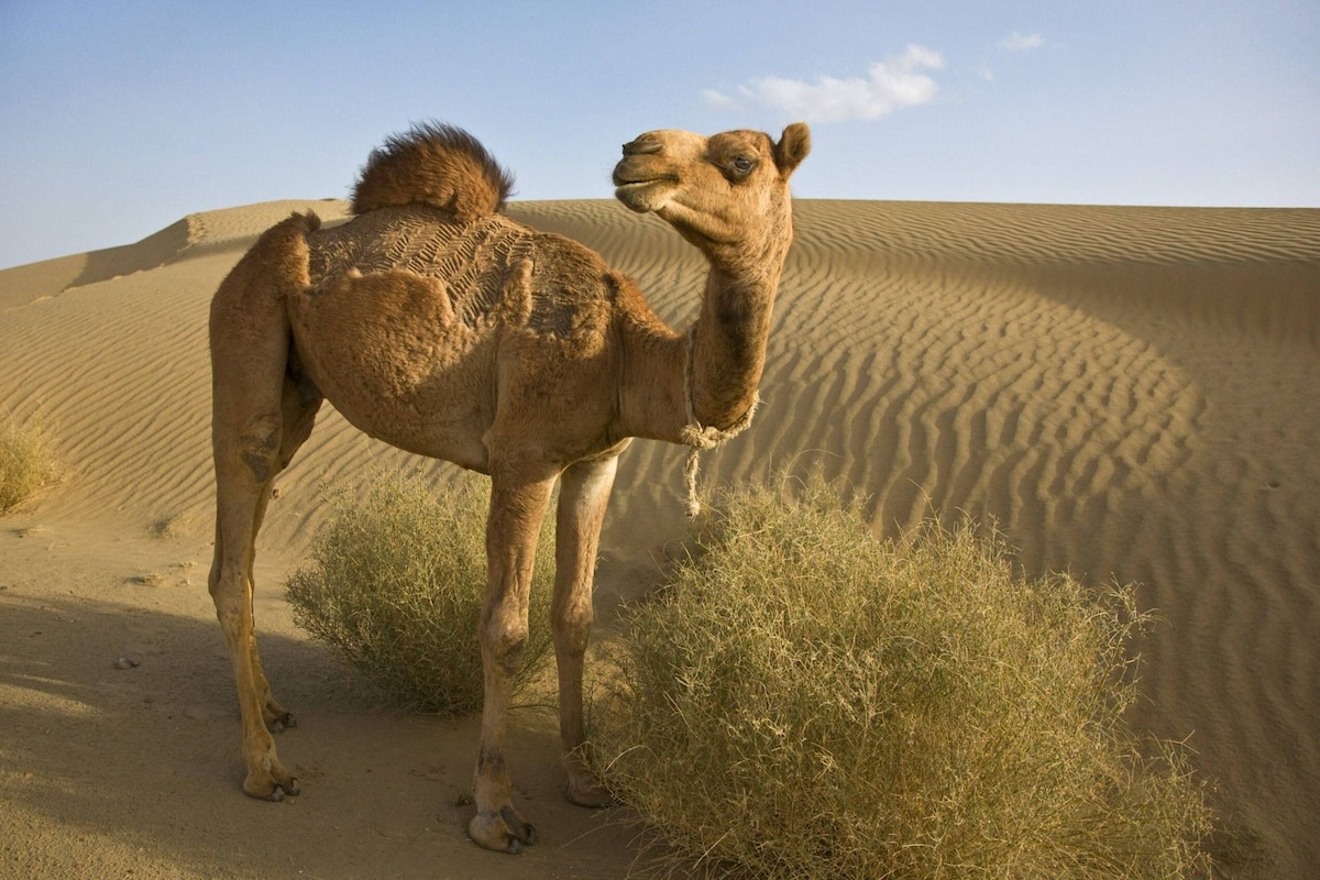 Фото с сайта: https://www.dhnet.be/actu/monde/2021/06/18/alerte-disparition-les-dunes-sont-en-train-de-disparaitre-a-grande-vitesse-GWB4TQLD3RCWJEM3DW56D2ILS4/