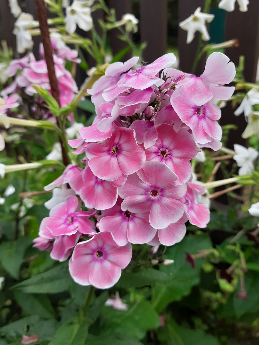 1. Флокс Татьяна. 3 фото, листайте