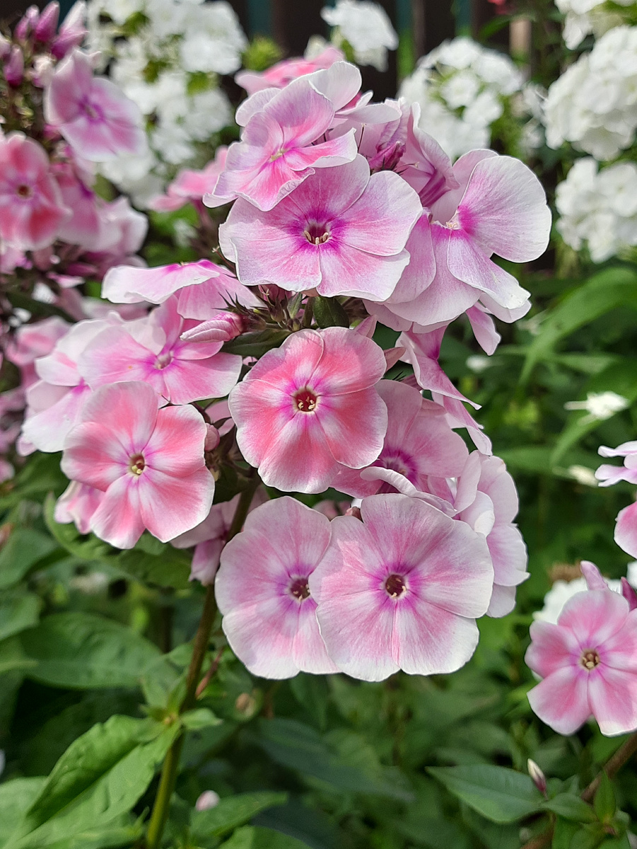 2. Флокс Татьяна