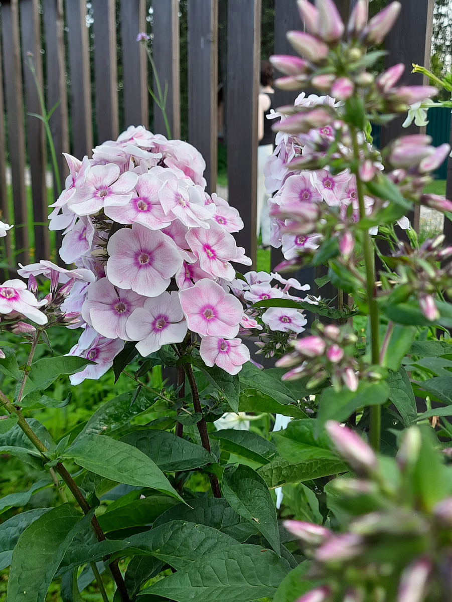 3. Флокс Татьяна