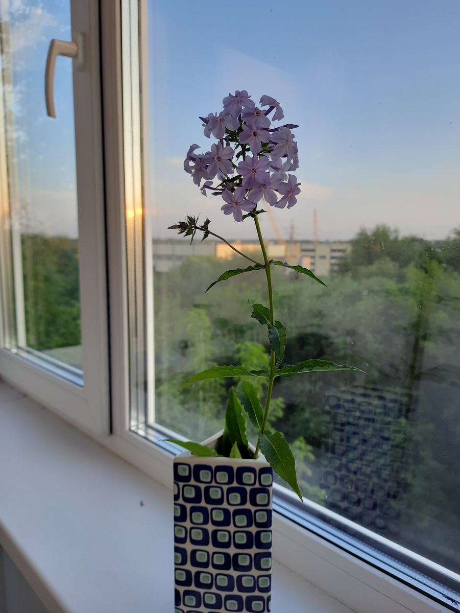 4. Флокс Флидеренциан. 2 фото, листайте