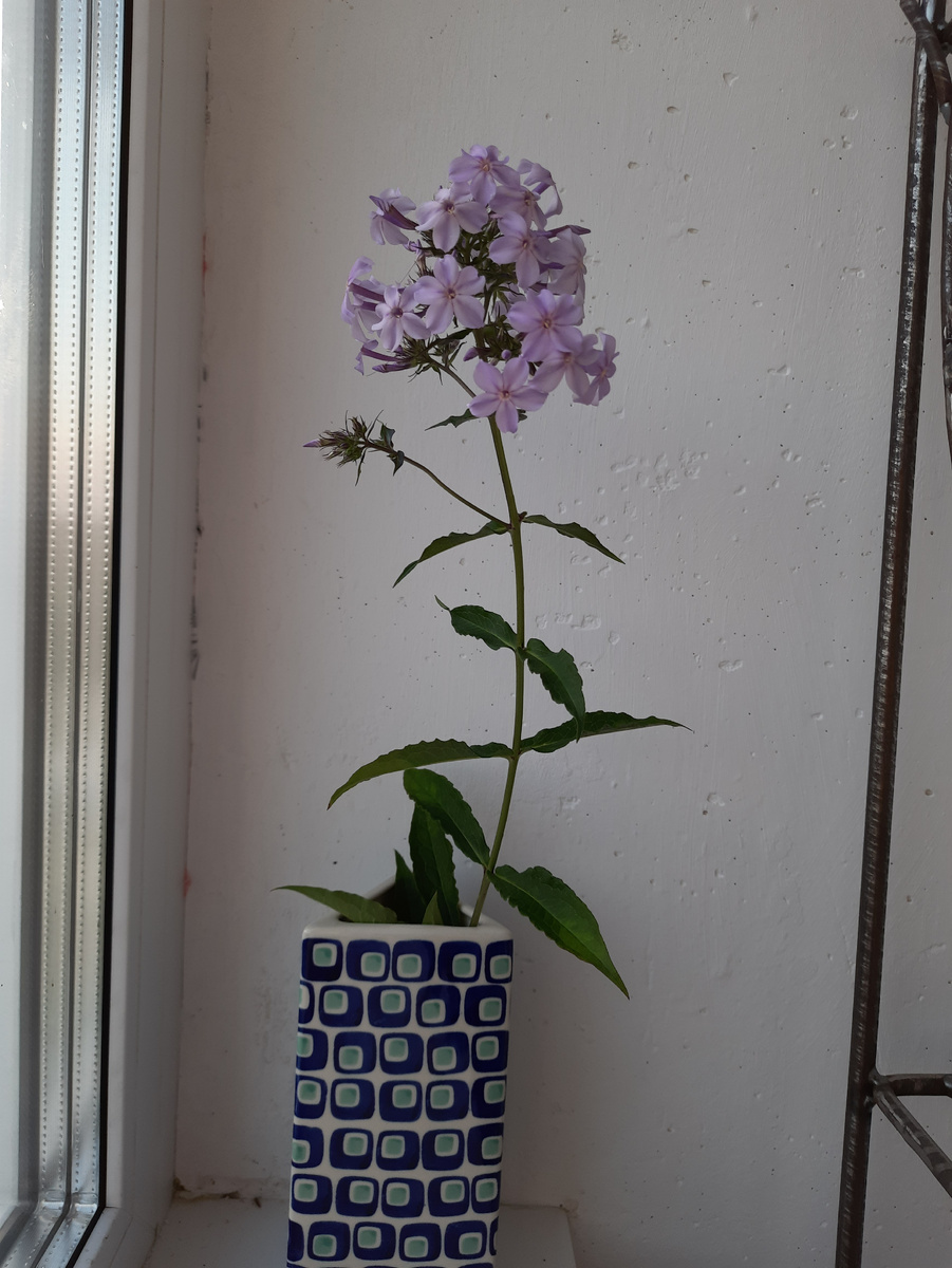 5. Флокс Флидеренциан