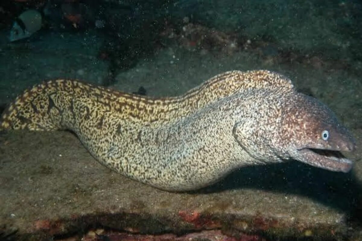 Фото с сайта: https://lado.mx/n.php?id=9104520