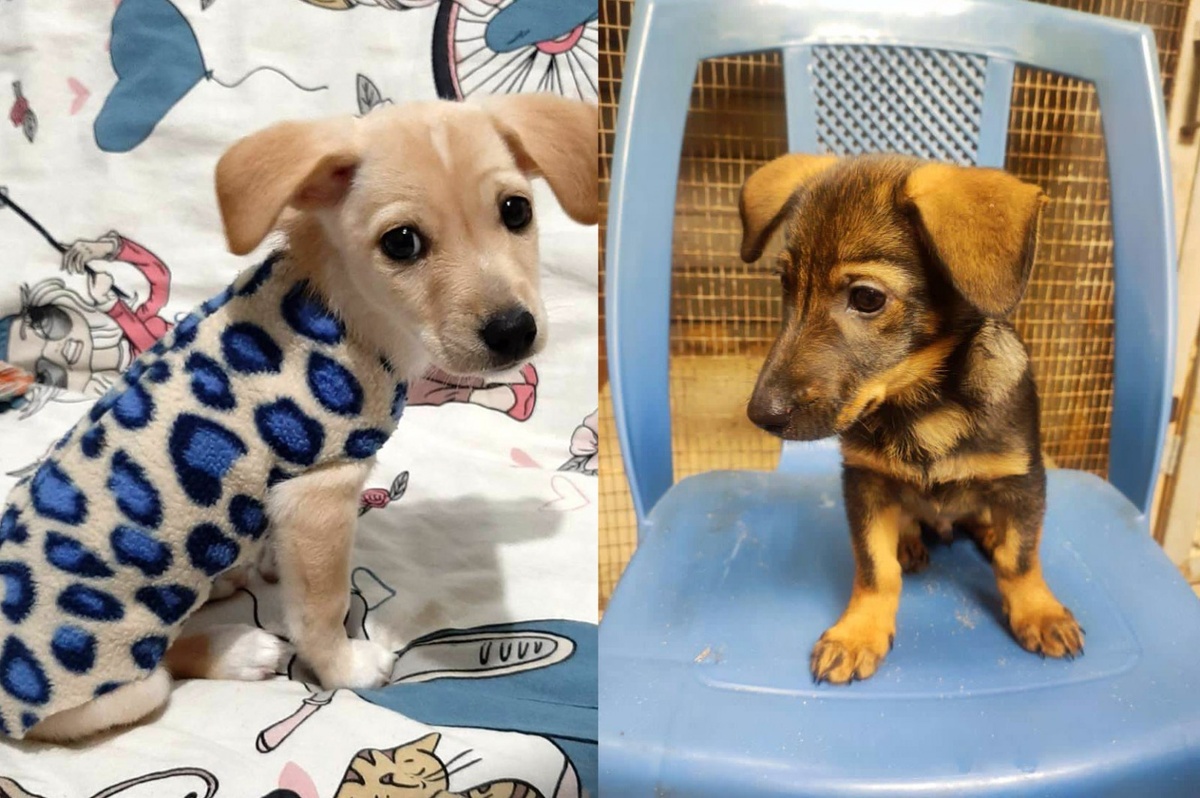     Фото: фонд «ЗооЗащита» / vk.com/zoozahita