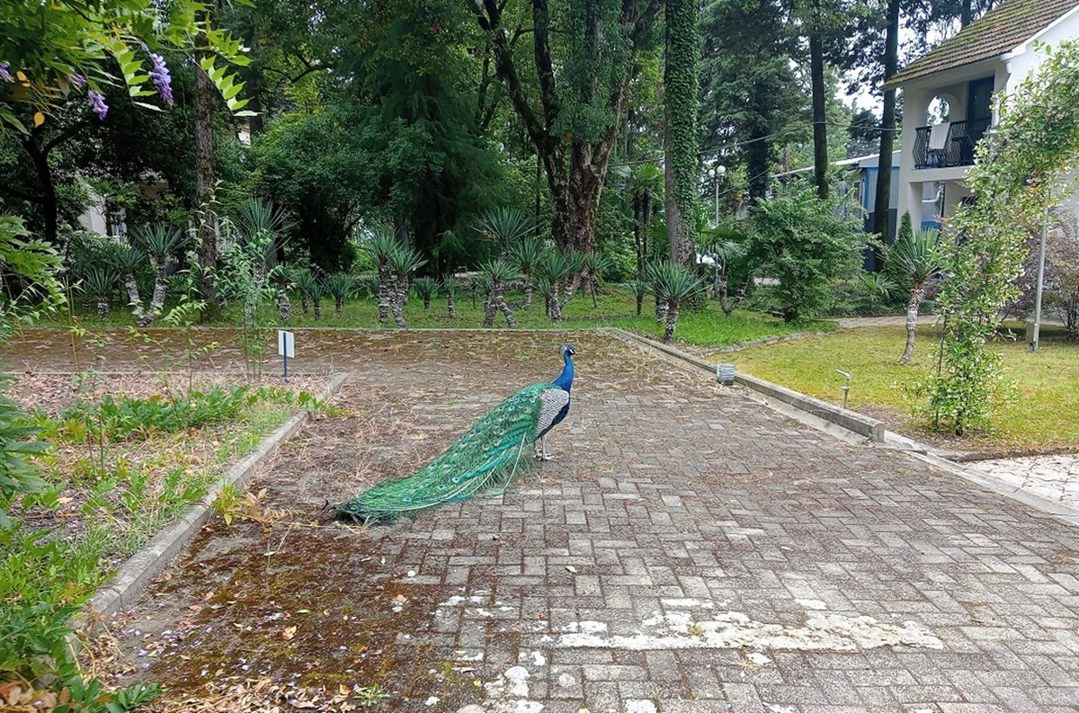 Пансионат Айтар в Сухуме , Абхазия-2025