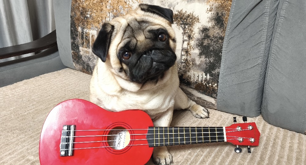 Дневник мопса: гавайские ритмы