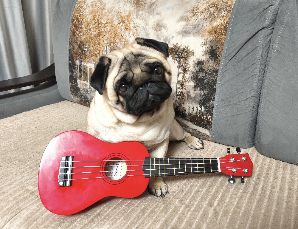 Мопс Ефим с укулеле