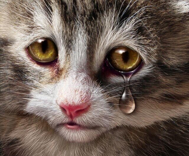 (Фото: Lightspring, по лицензии Shutterstock.com)