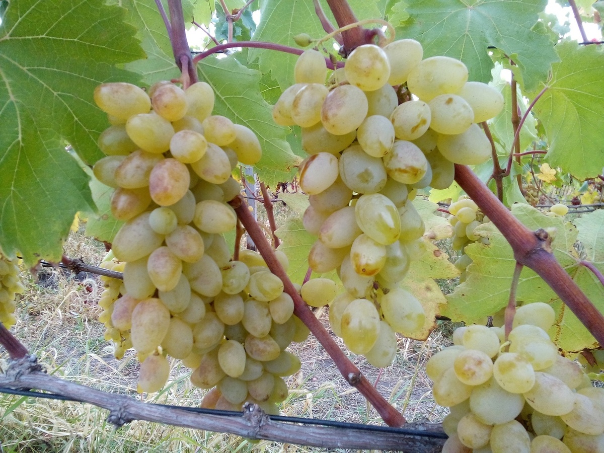 Грозди Ионела. Видно как отлично вызрела лоза 