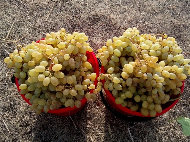 Урожай Ионела в 2020 году  