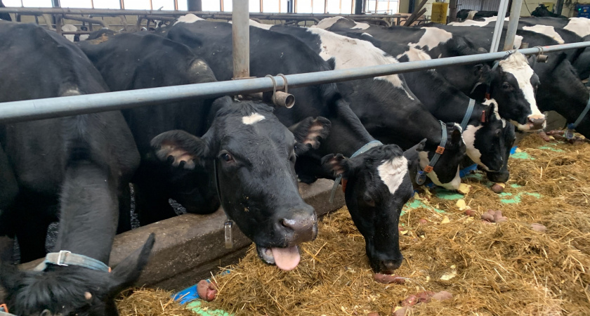    В Коми объявили карантин из-за вспышки лейкоза у крупного рогатого скота