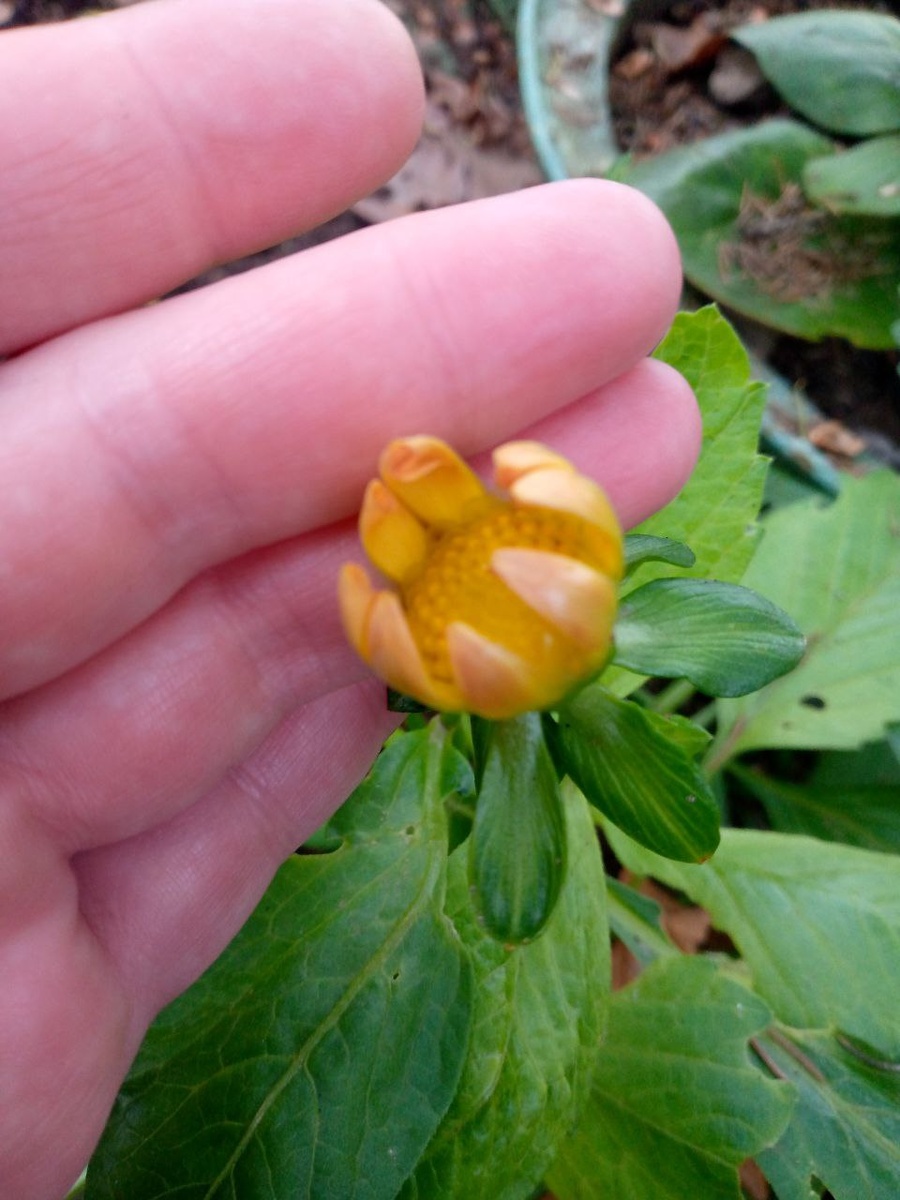 Ноябрьские цветения "Веселых ребят"