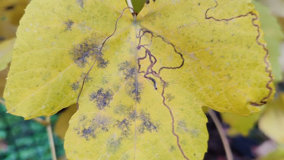 КАКИЕ РАБОТЫ можно проводить на пасеке в конце осени при температуре около нуля.