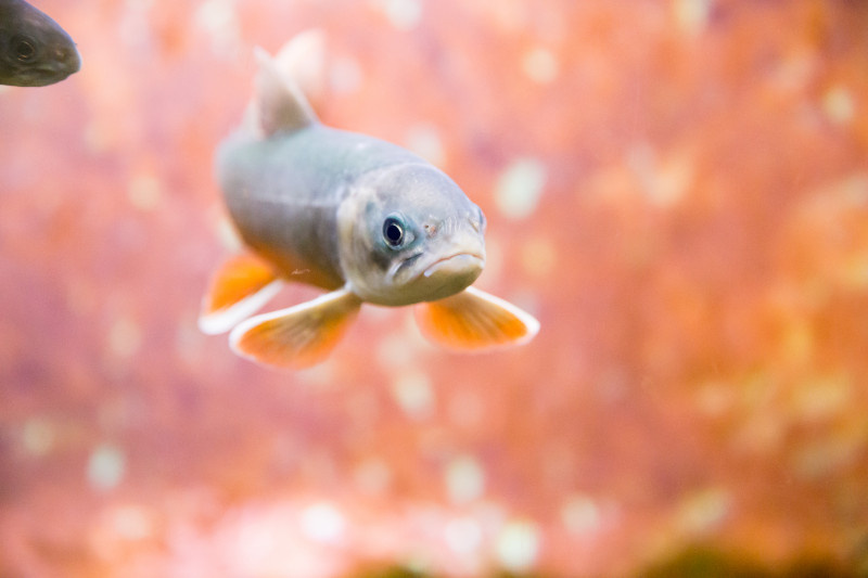 Гнев — как маленькая рыбка в аквариуме твоего сознания. Пока ты даёшь ей достаточно пространства и корма, она спокойно плавает, не создавая волн. Но если её загнать в угол и начать дразнить, она начнёт бешено метаться, разбрызгивая воду и тревожа покой всего аквариума. Чтобы сохранить прозрачность и тишину, нужно научиться отпускать рыбку на свободу или успокаивать её лаской, а не давить и злиться ещё сильнее.