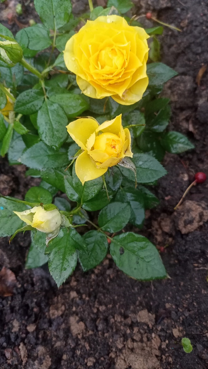 Фото автора канала "Волнушка". Мои розы.  Фото для настроения 