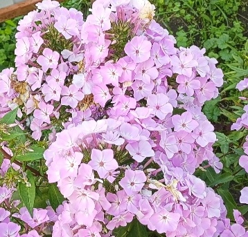 Фото автора канала "Волнушка". Мои любимые флоксы. Фото для настроения 