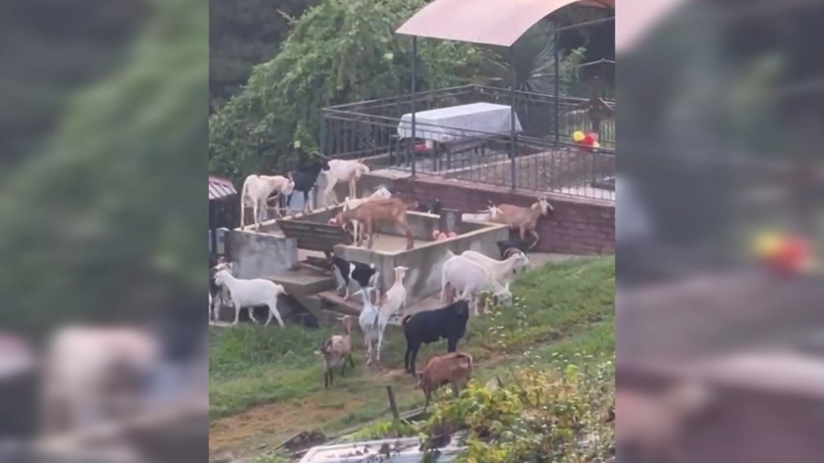    Скриншот видео телеканала «Кубань 24»