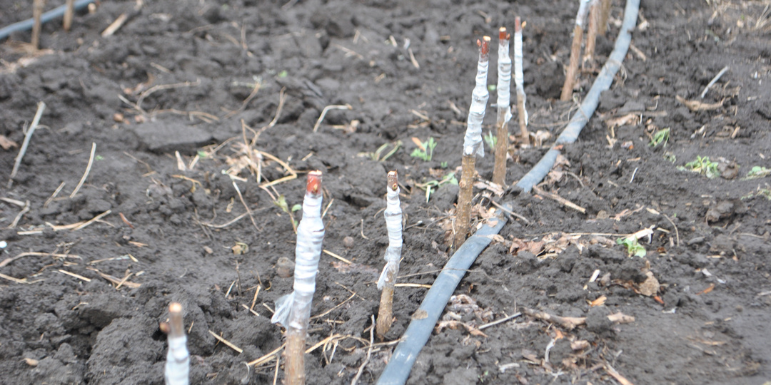 Можно ли выбрать правильные саженцы