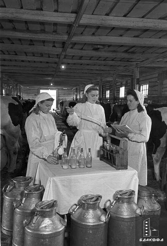 Студенты зоологического факультета Белорусской сельскохозяйственной академии на преддипломной практике на молочно-товарной ферме в Слуцком районе, сентябрь 1950 г.