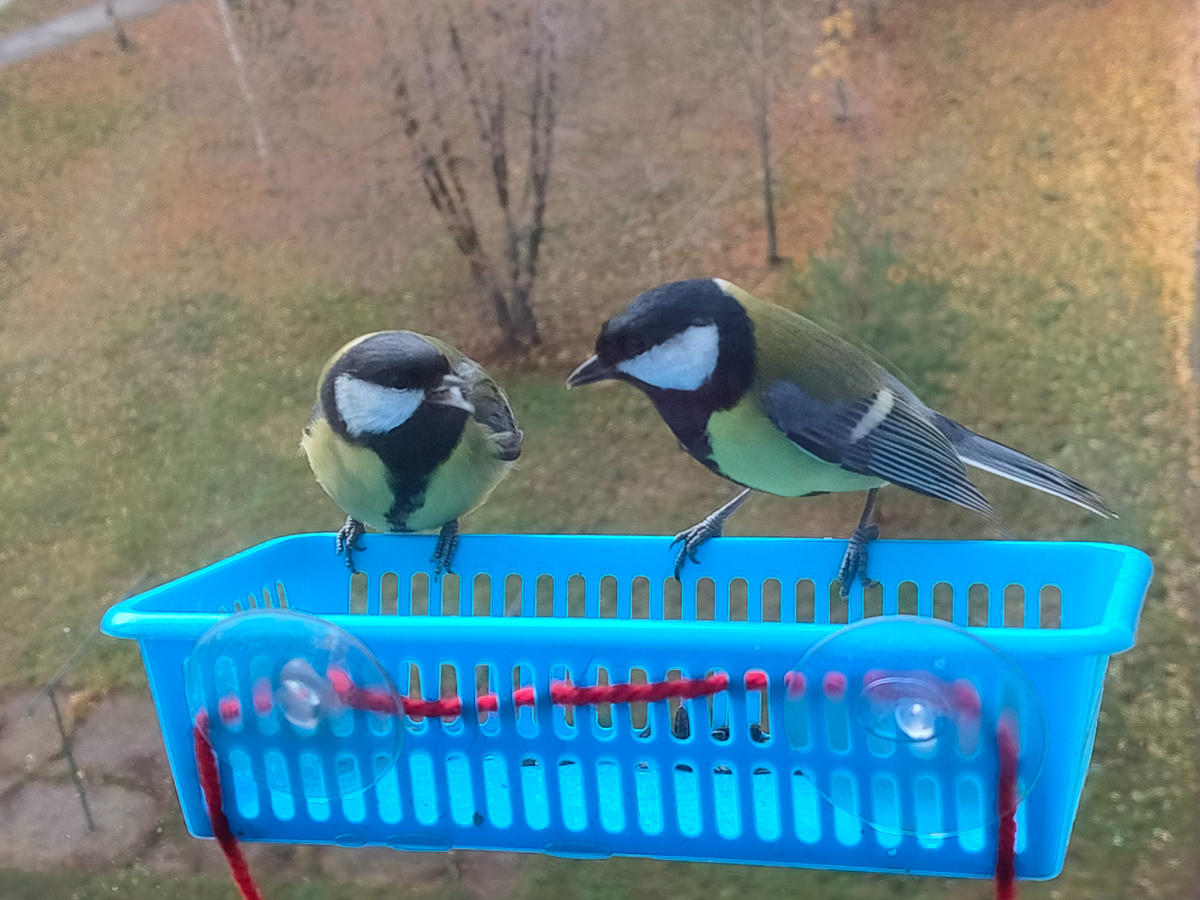 05.11.25. Синицы за моим окном