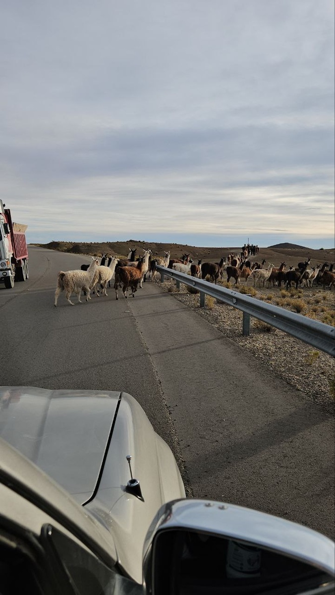 Томаве, Боливия