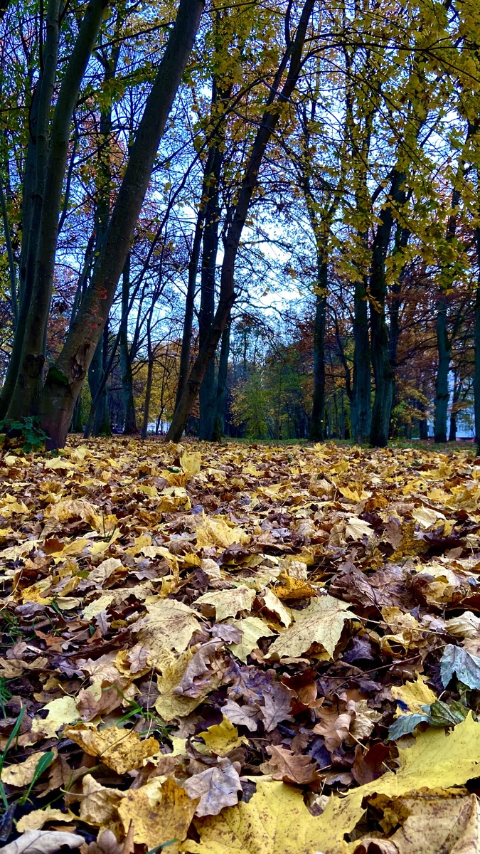 Осень в парке 