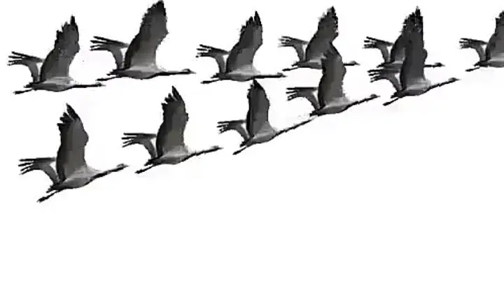 журавлиный клин